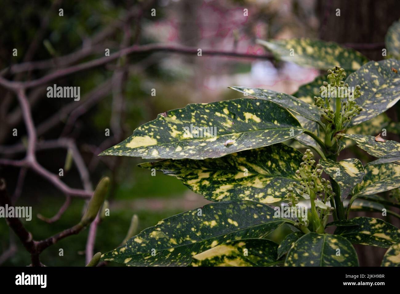 A closeup shot of aucuba leaves in a garden against a blurred background Stock Photo