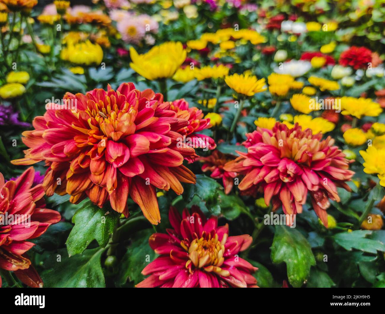 Beautiful chrysanthemum flowers hi-res stock photography and images - Alamy