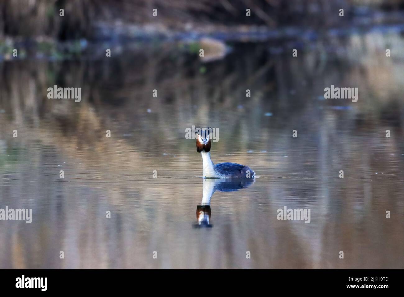 A great crested grebe (Podiceps cristatus) wading in a lake Stock Photo