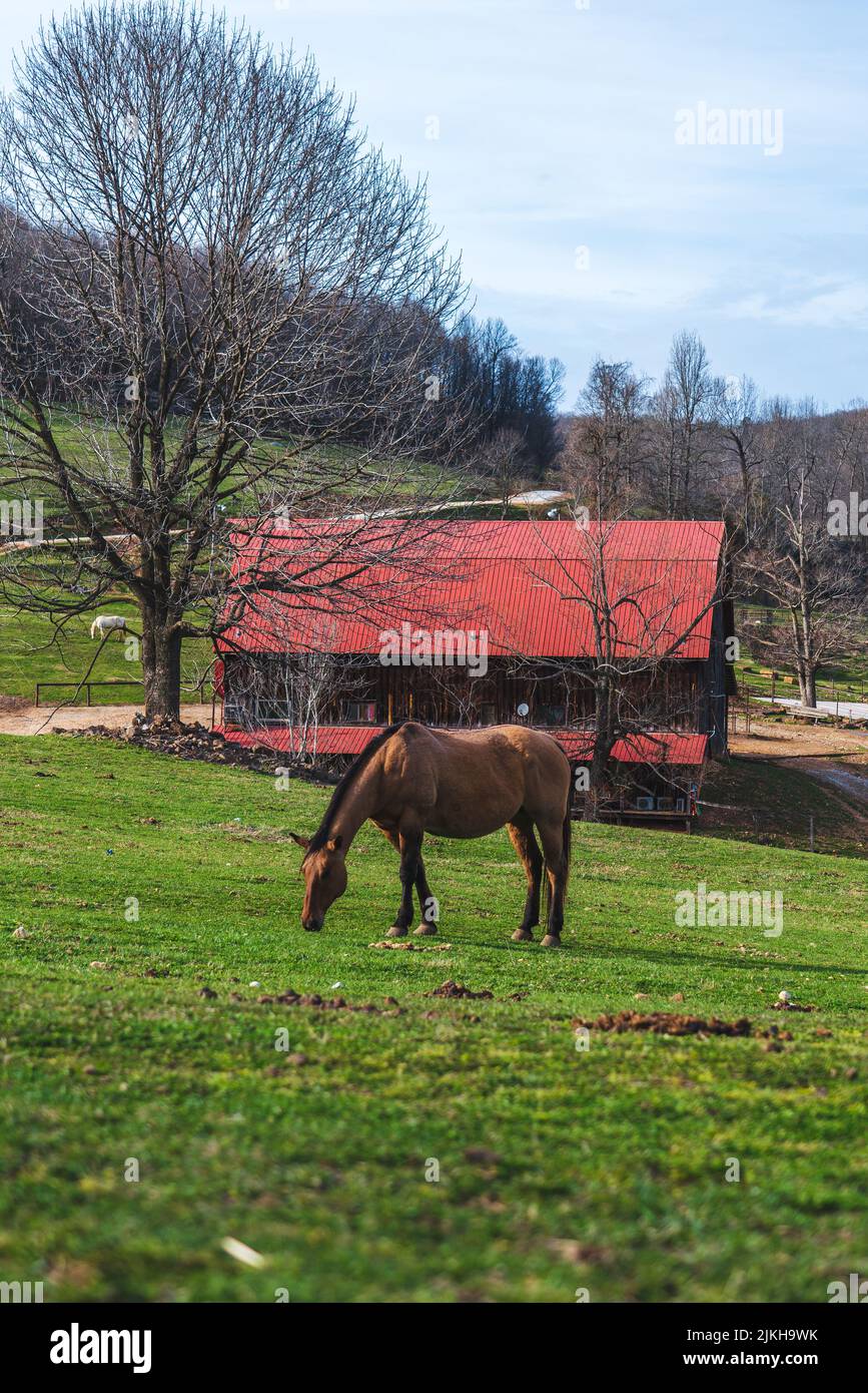 A vertical shot of a brown horse in Horseshoe Canyon Ranch in the Ozark Mountains, Arkansas Stock Photo