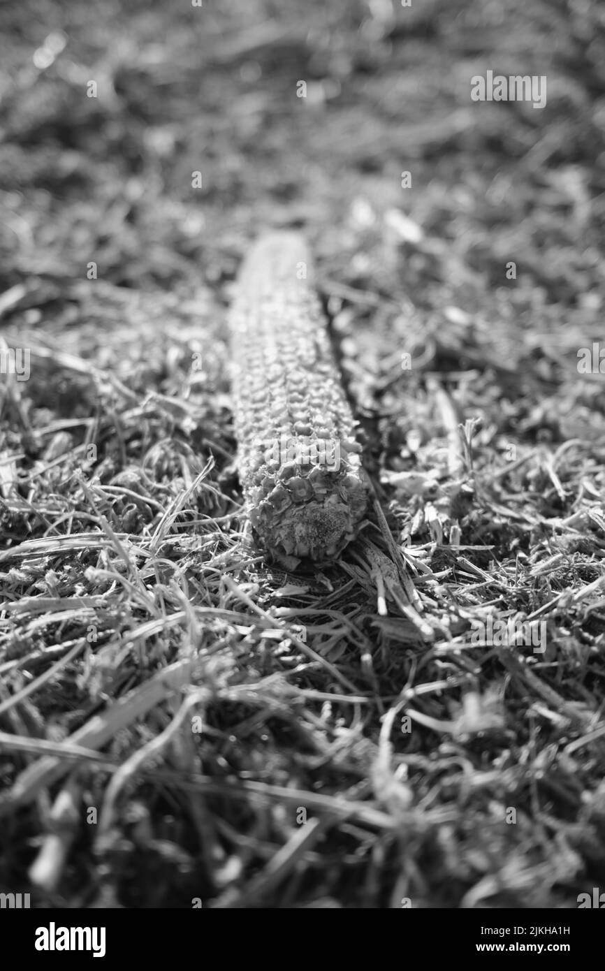 A vertical grayscale shot of corn in the corn field after harvest in