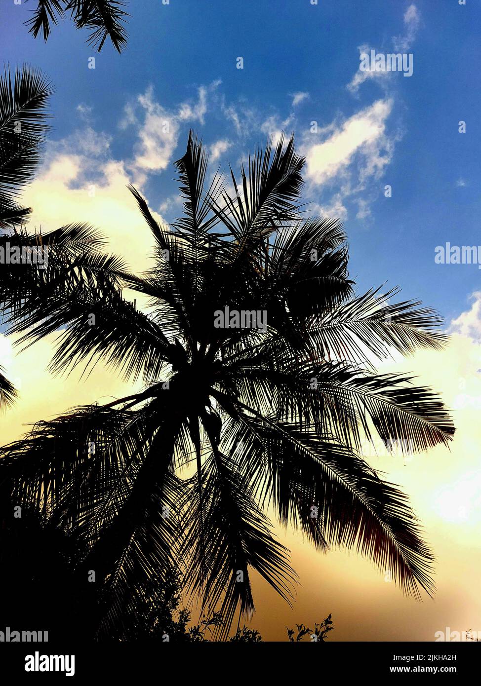 A low angle shot of palm tree against blue and yellow sunset sky ...