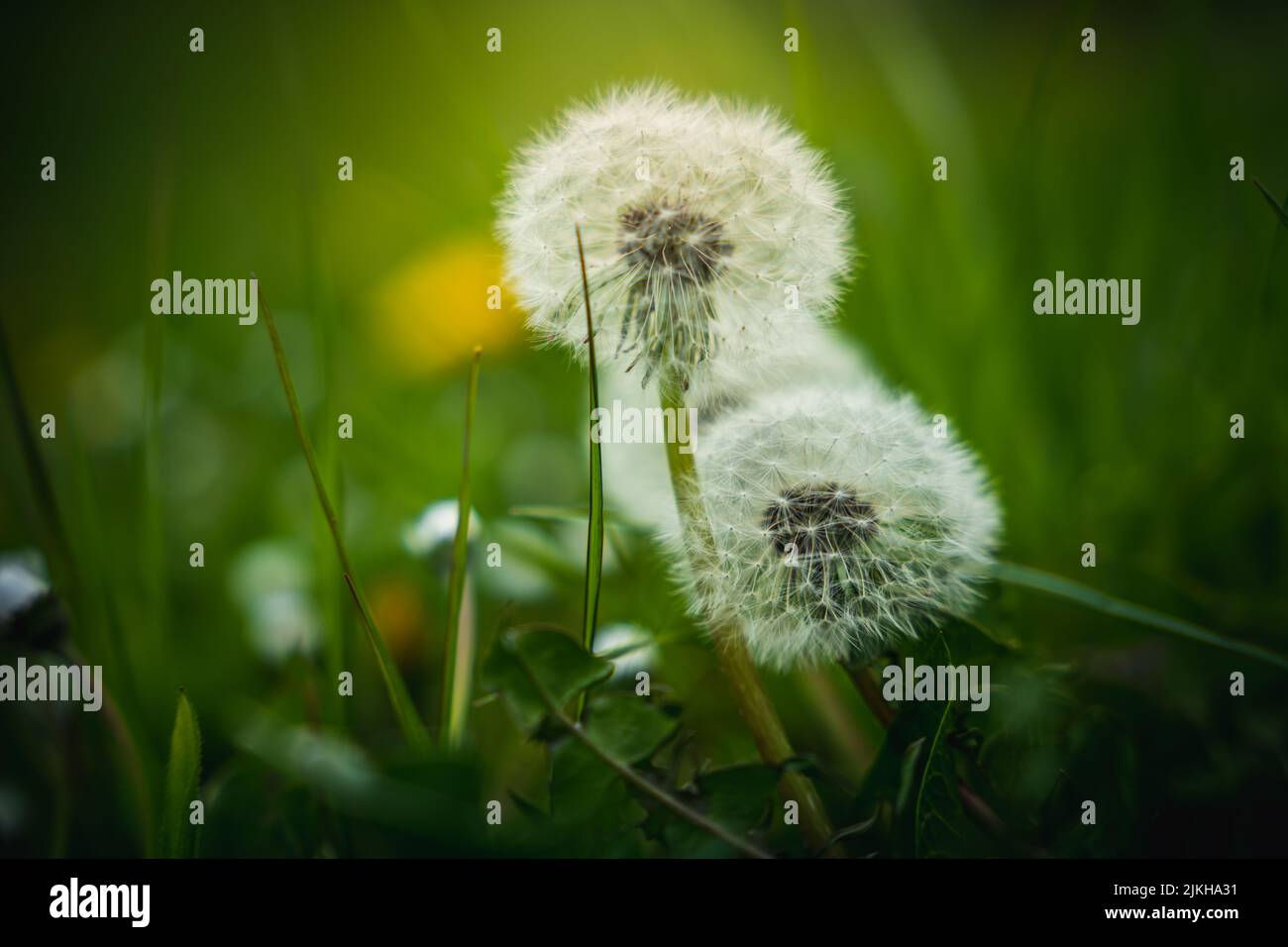 Dandelion field flower hi-res stock photography and images - Alamy
