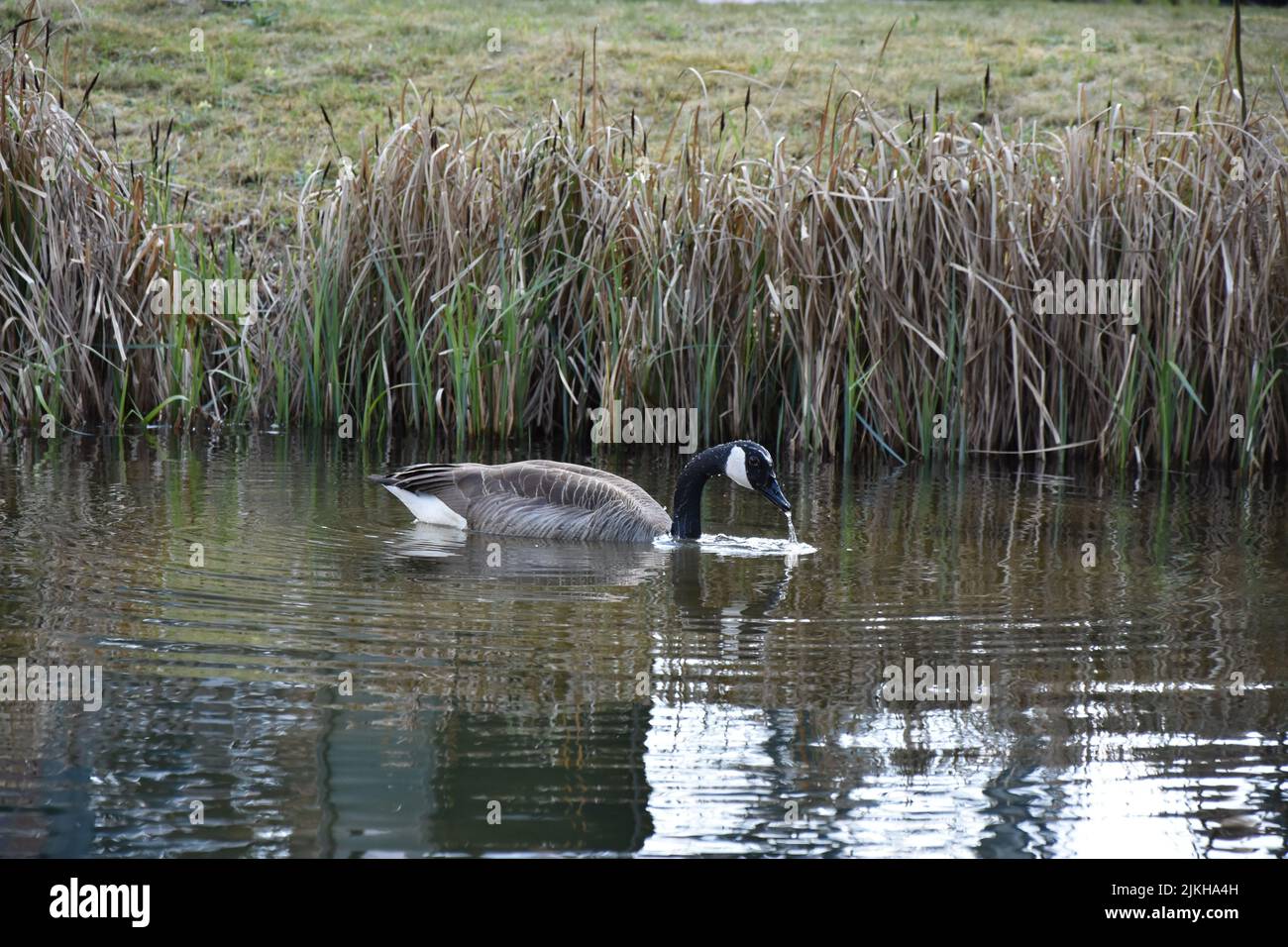 A Canada goose (Branta canadensis) wading near the reeds Stock Photo