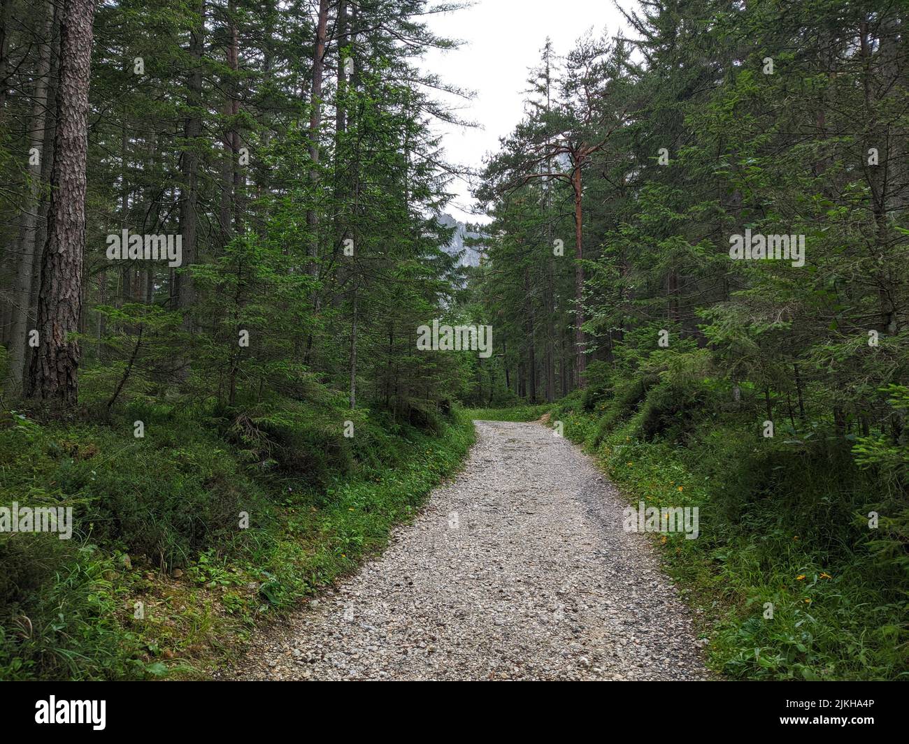 The lush green trees along a trail in the forest Stock Photo - Alamy