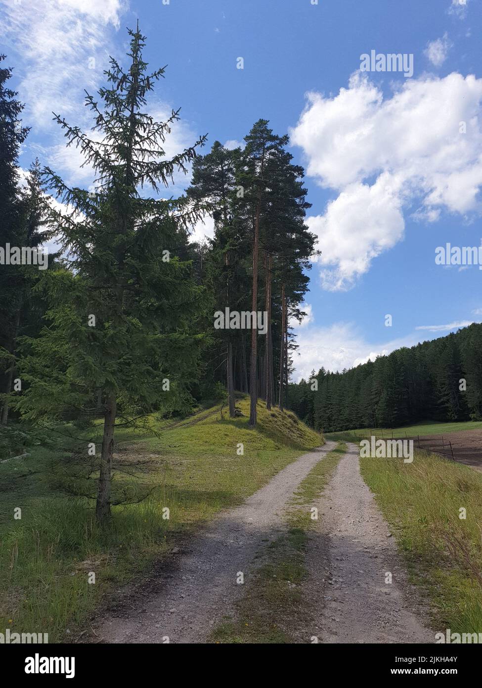 Vertical shot tree along hi-res stock photography and images - Alamy