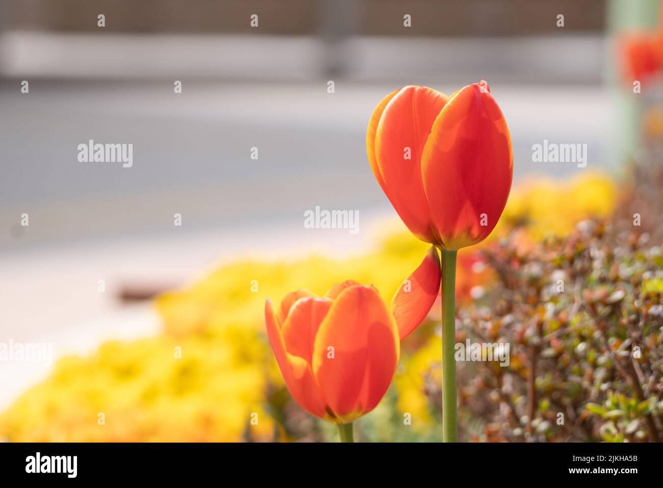 A closeup of vibrant orange tulip flowers growing at Hachioji Station, Japan Stock Photo