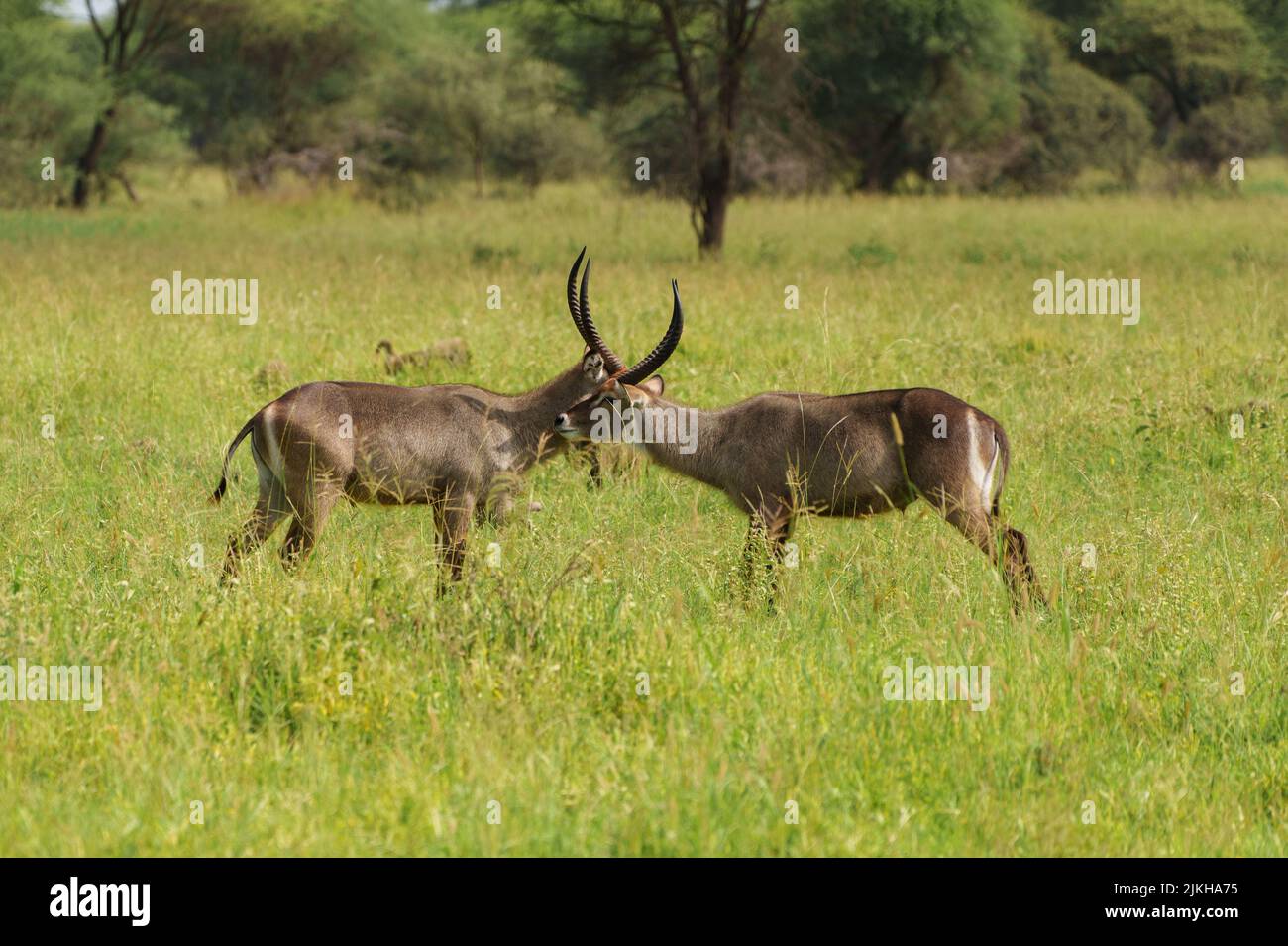 A closeup shot of waterbucks in the forest in Serengeti, Tanzania Stock Photo