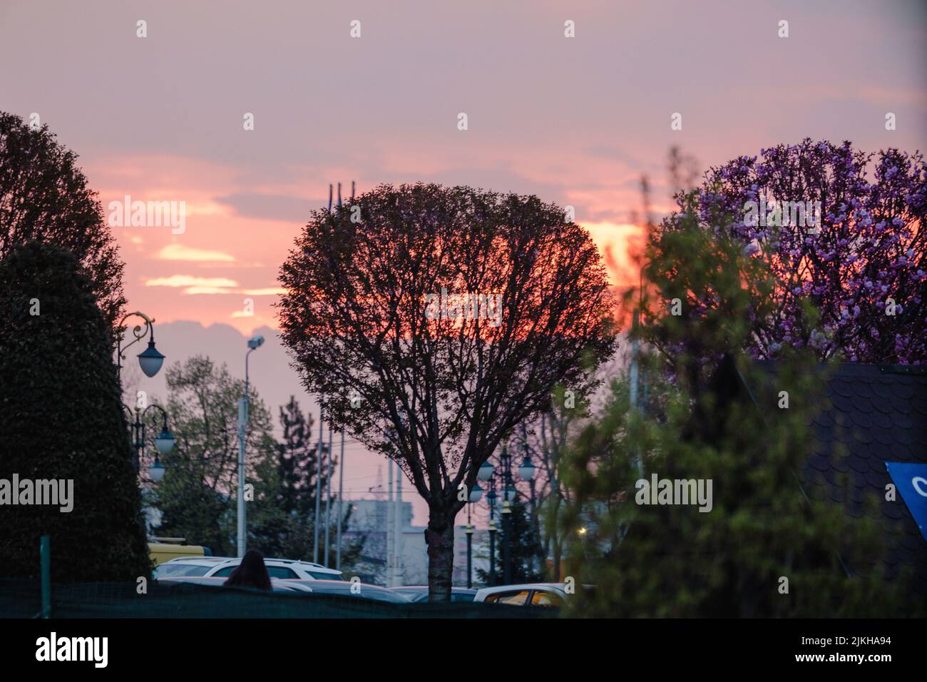 A silhouette of large trees under a sunset sky Stock Photo - Alamy