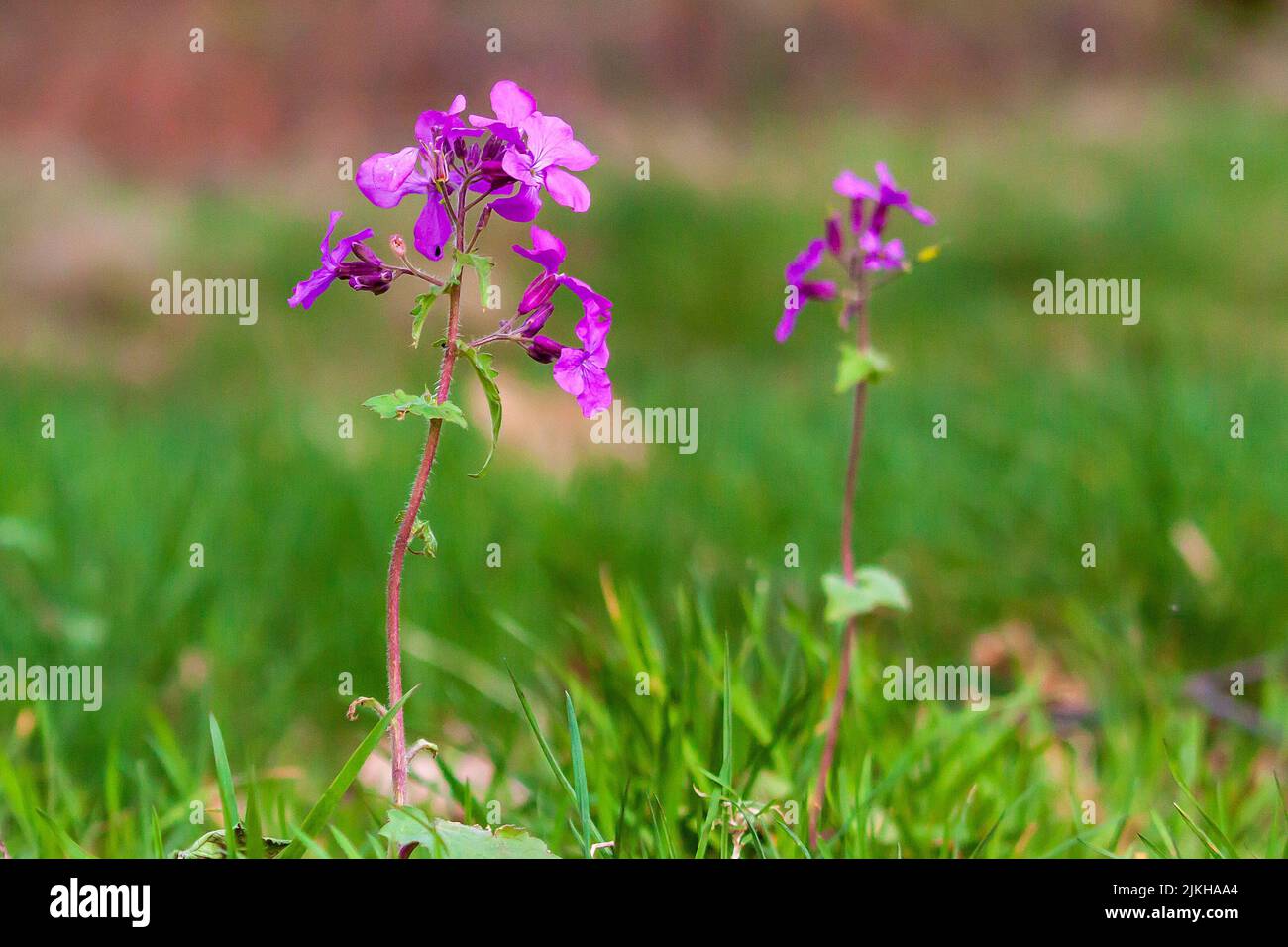 A closeup of a purple Annual honesty (Lunaria annua) wild flower growing in the field Stock Photo
