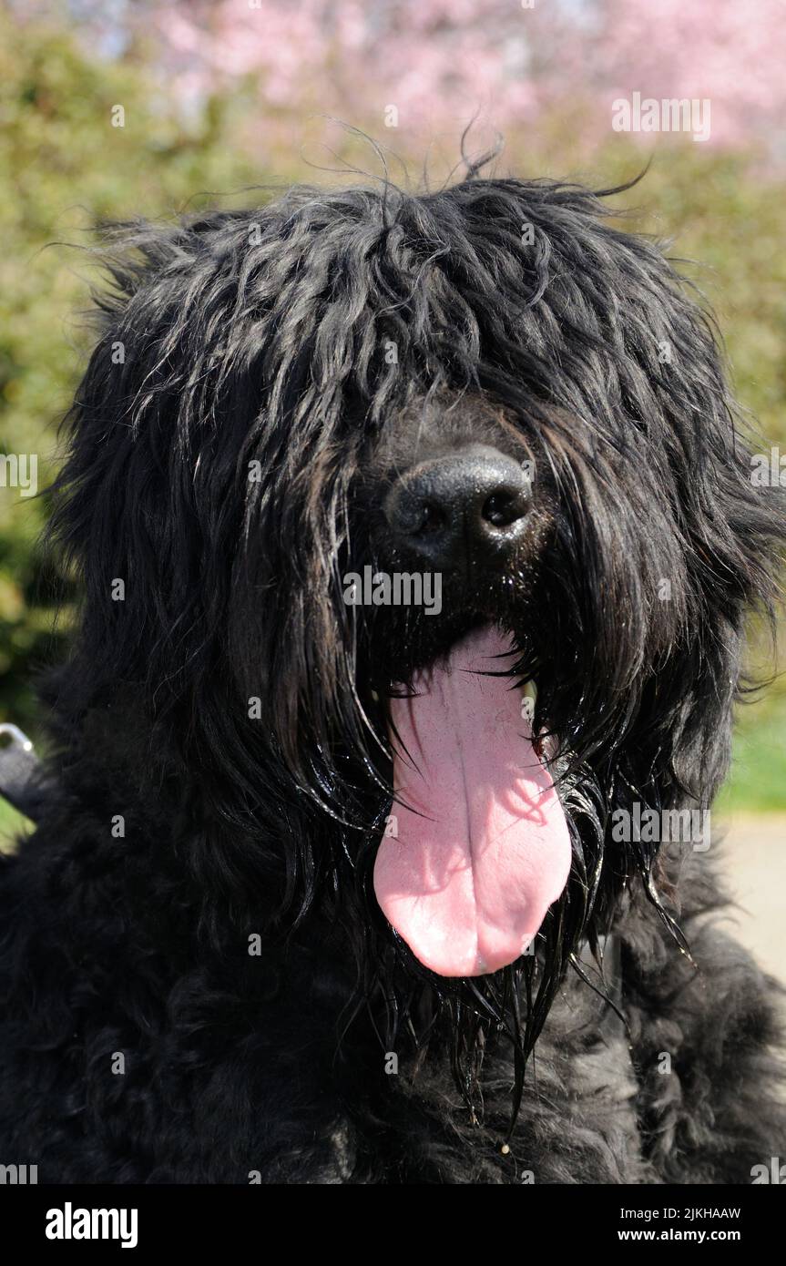 Black hairy on sale dog