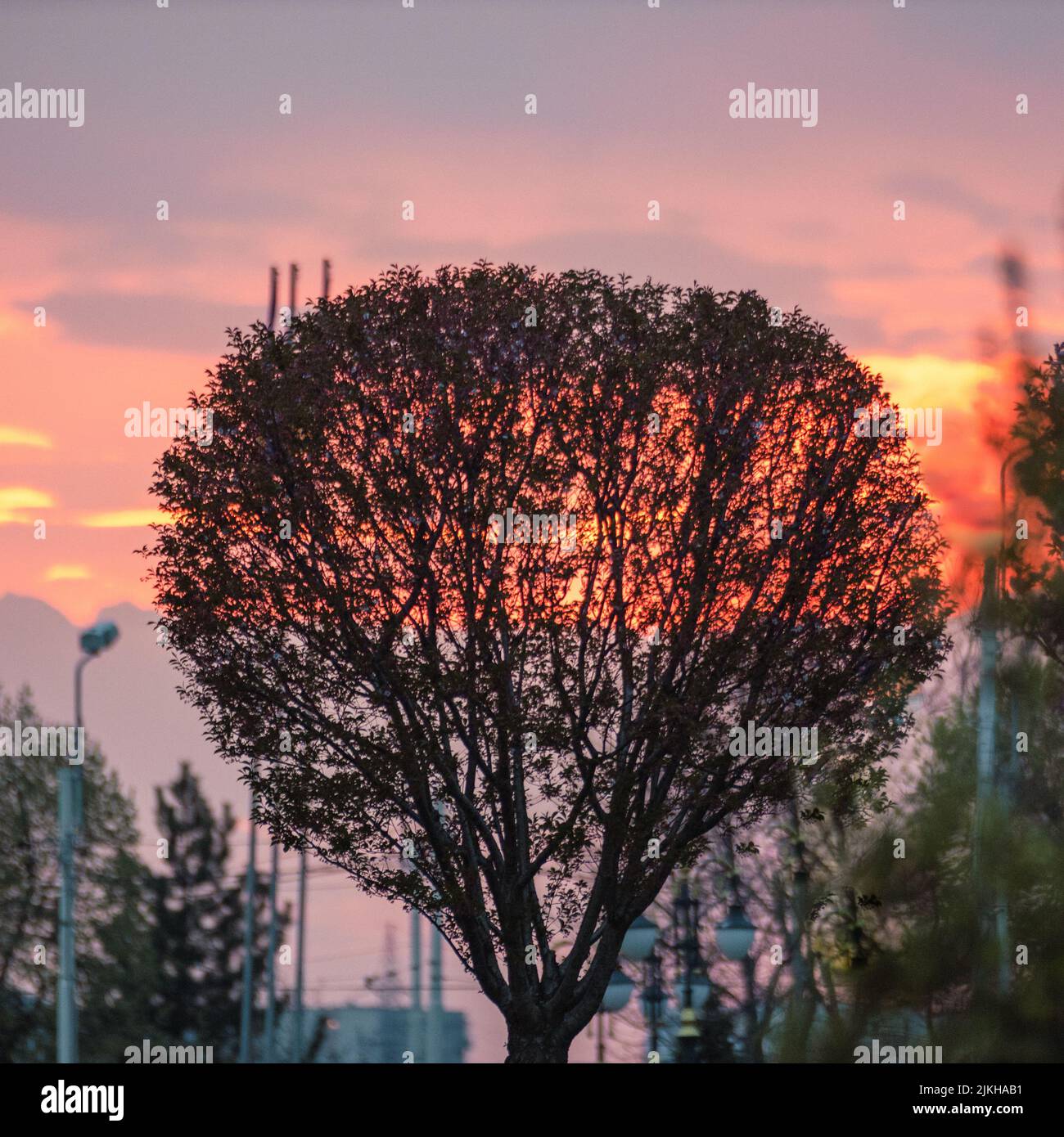 A silhouette of a large tree under a sunset sky Stock Photo - Alamy