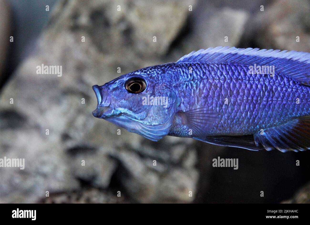 A closeup shot of an Electric blue hap in the water in a blurred background Stock Photo
