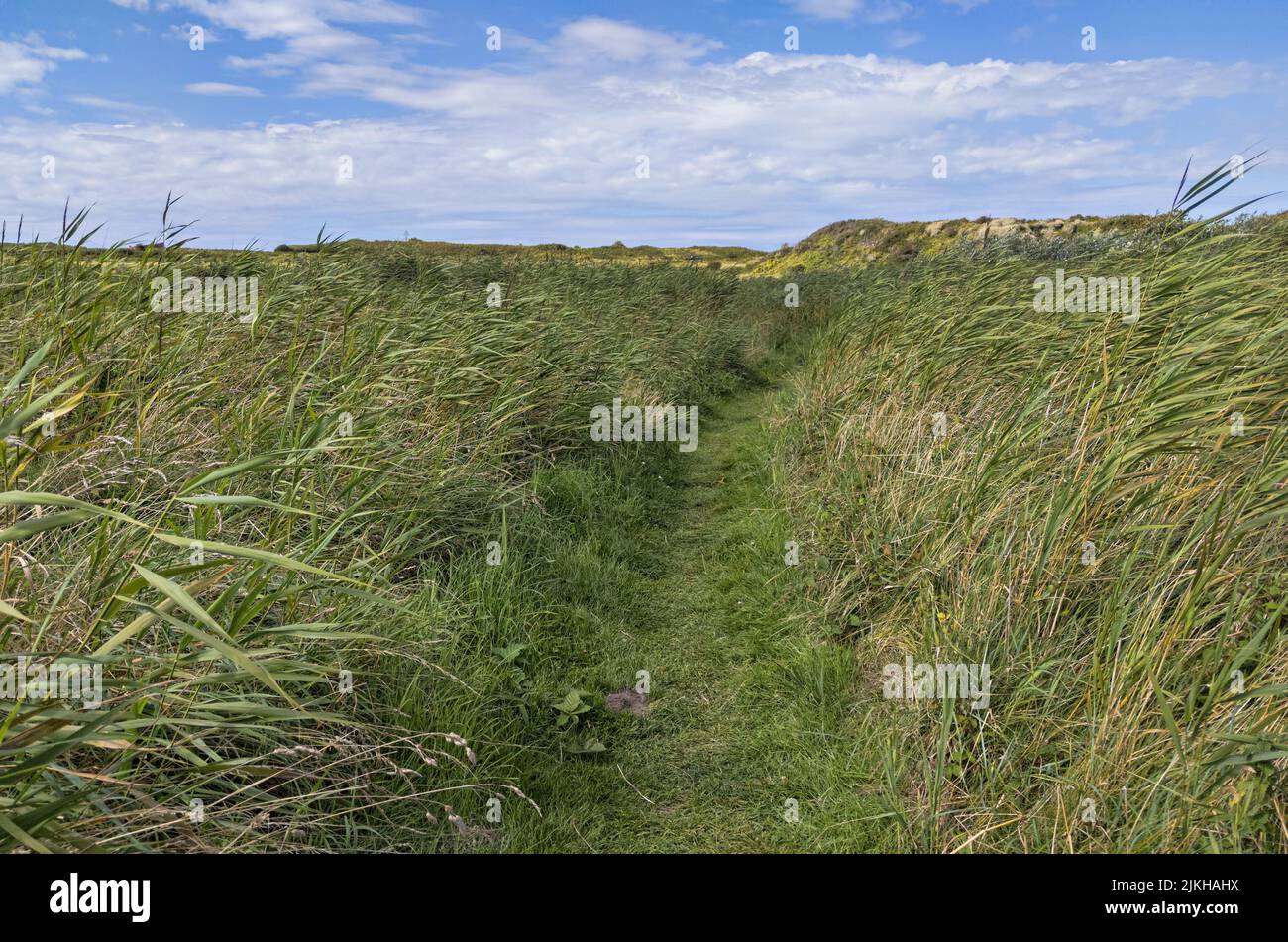A pathway through green tall grass against a cloudy sky on Alderney island, UK Stock Photo