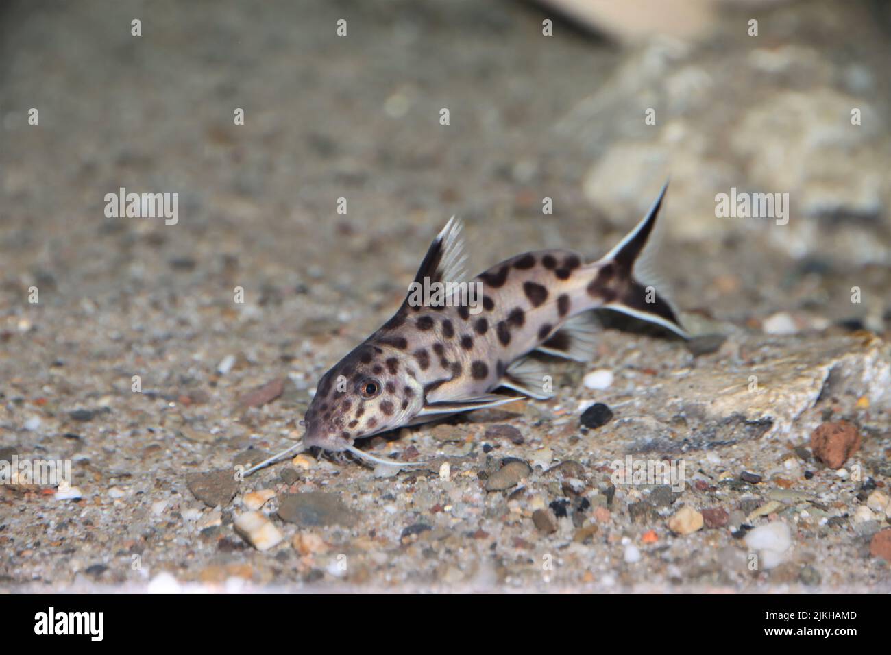 A Synodontis polli fish swimming underwater in a blurred background Stock Photo