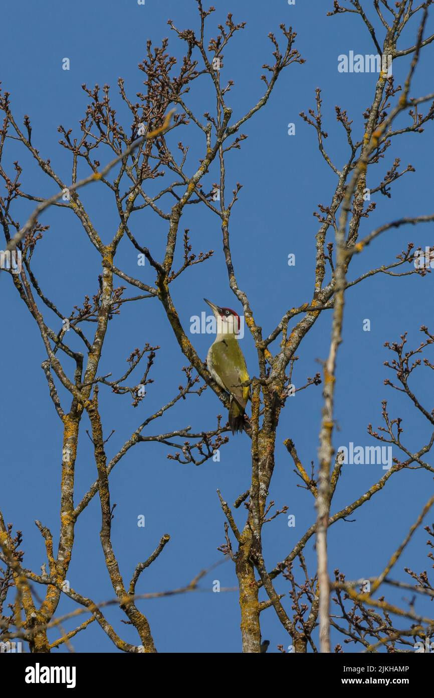 A vertical shot of a European green woodpecker sitting on a tree branch