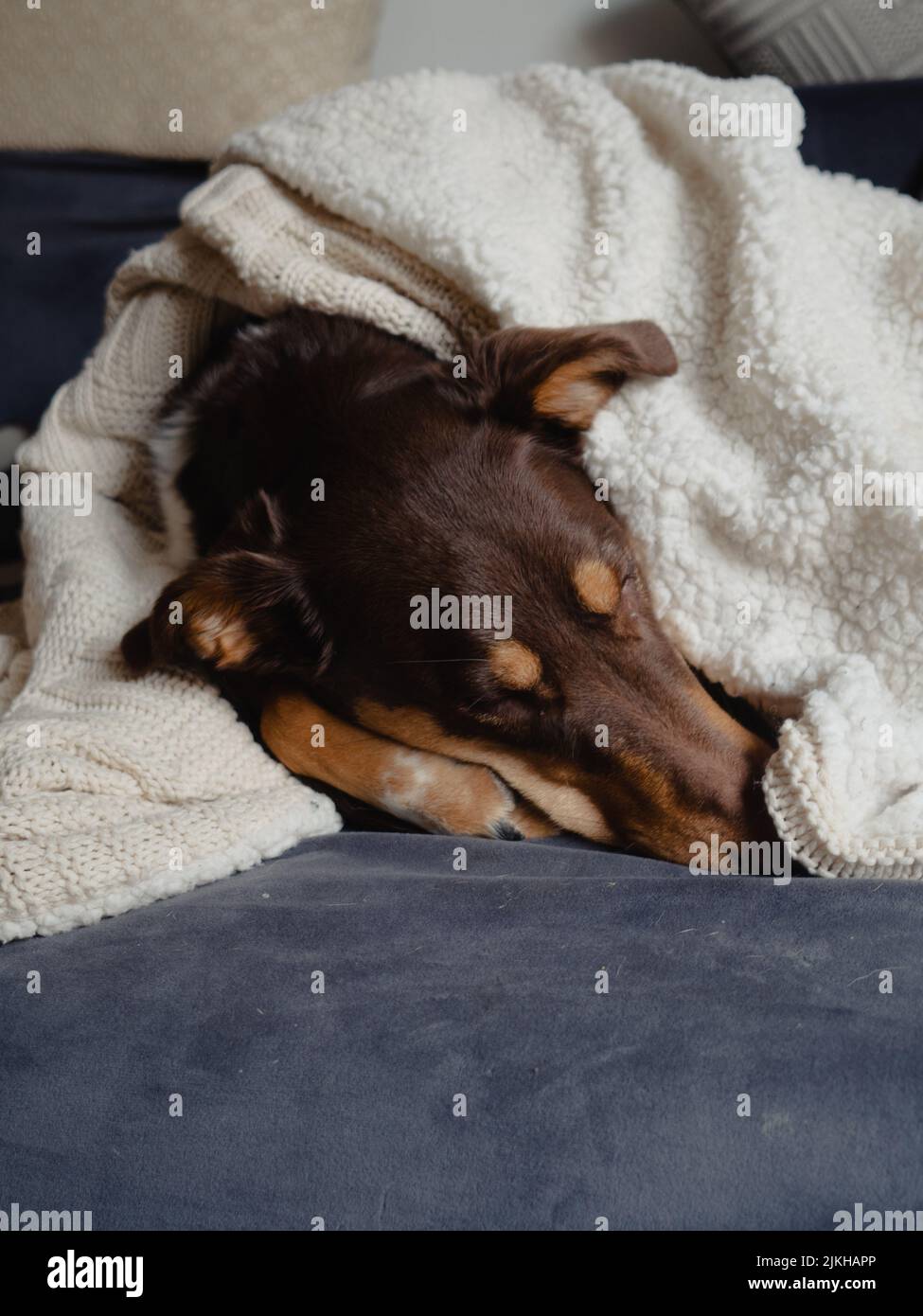 A vertical shot of a cute dog sleeping on a sofa wrapped in a blanket Stock Photo