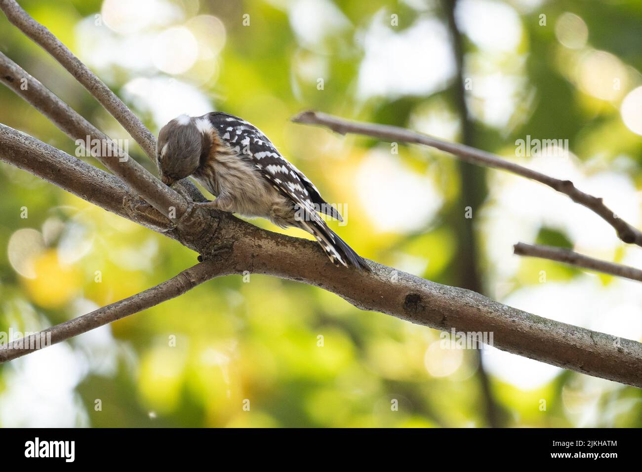A close-up shot of a Japanese pygmy woodpecker on a branch Stock Photo