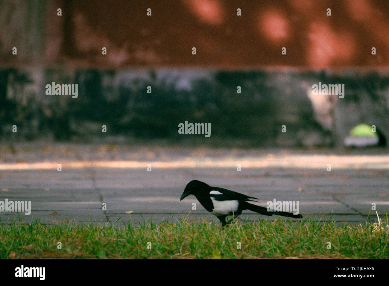 A view of a crow on the grass in a garden Stock Photo