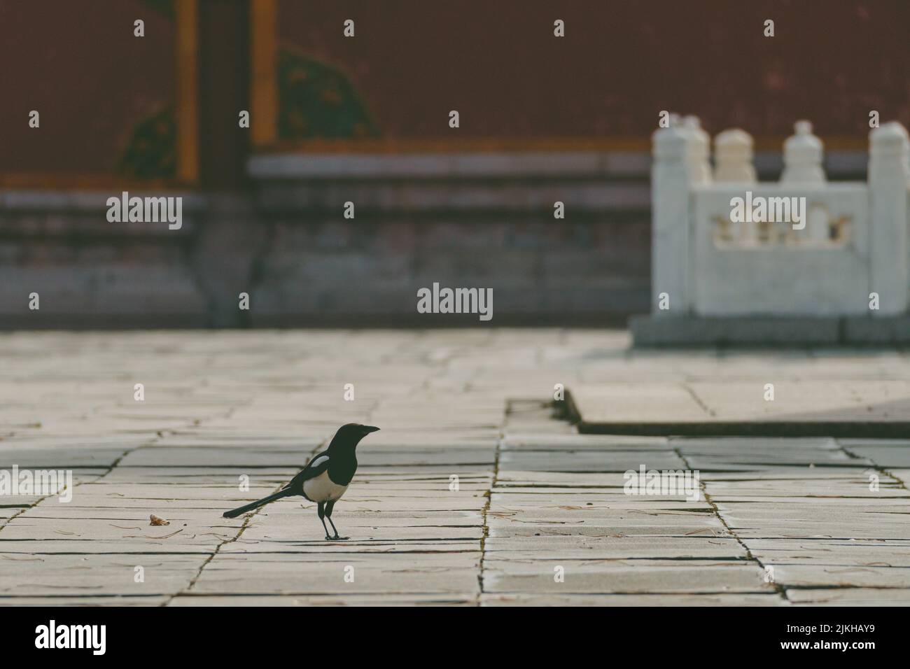 A view of a crow on the ground in a square Stock Photo
