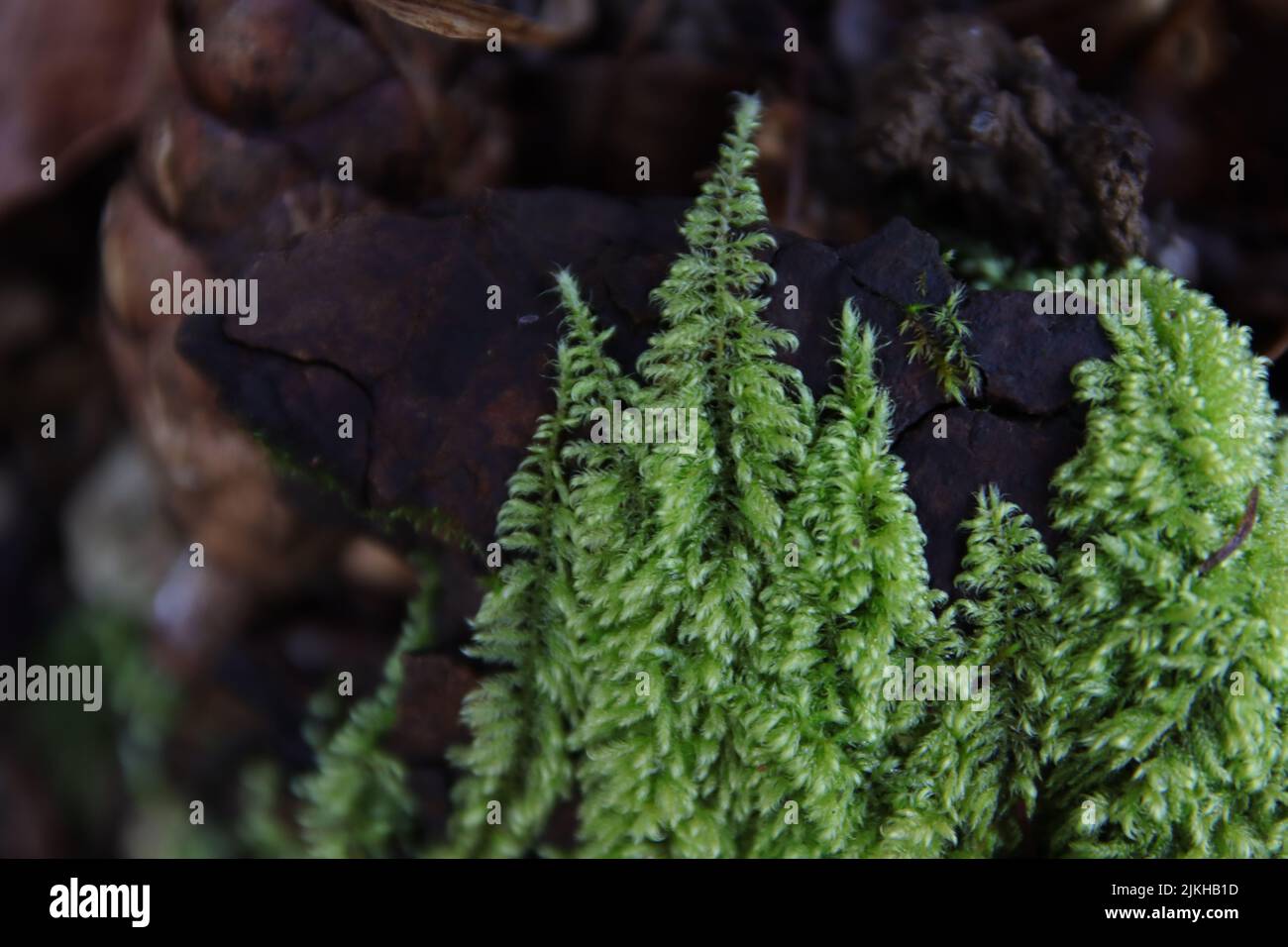 A close-up shot of false cypress in a background of wood surface Stock Photo