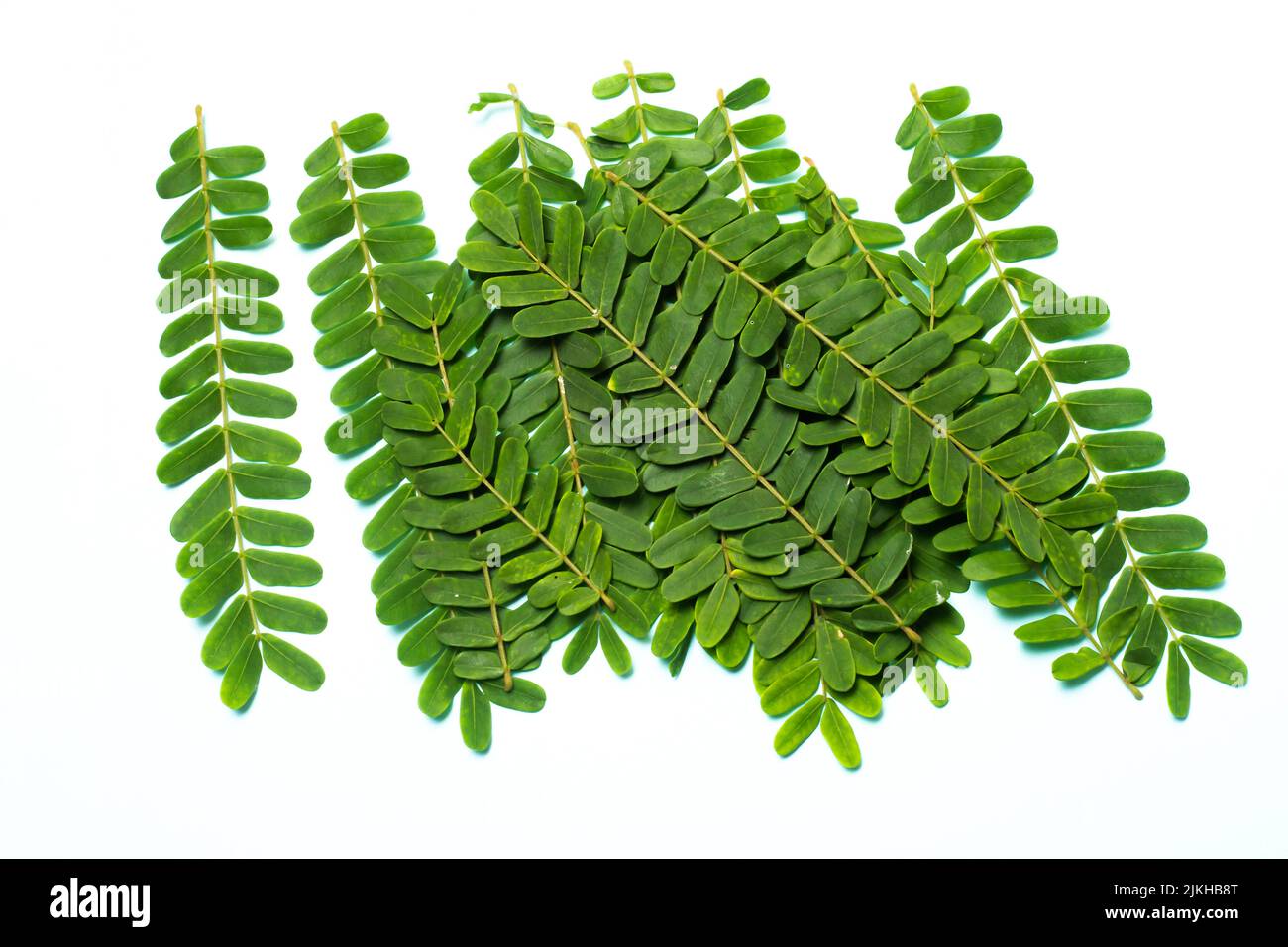 A beautiful view of tamarind green leaves isolated on a white background Stock Photo
