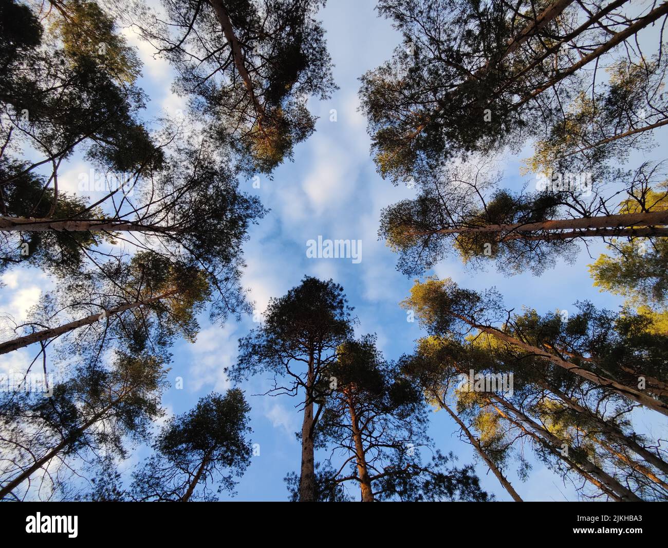 A tall pine trees under a clear blue sky Stock Photo - Alamy