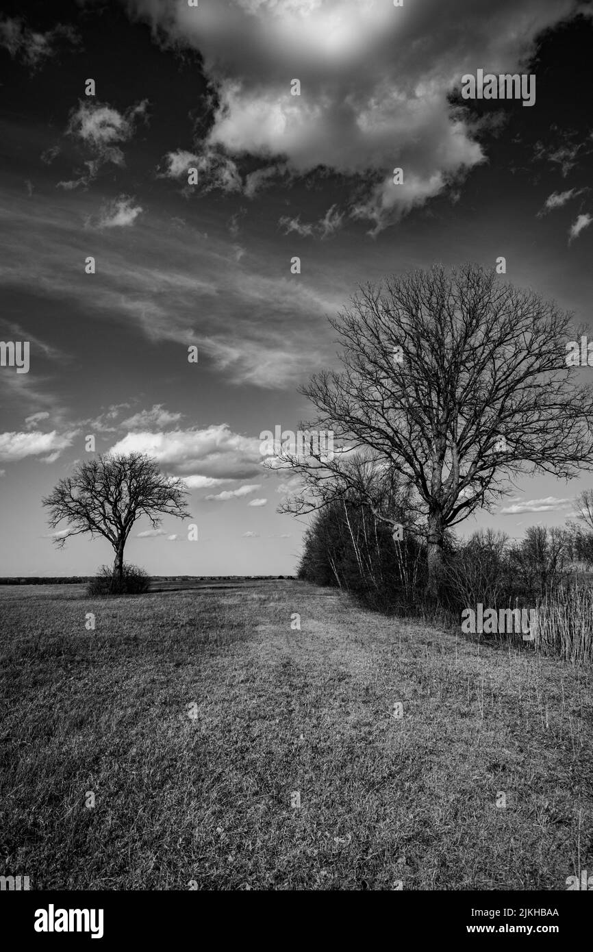 A vertical shot of trees in a rural area in Ile Perrot in southwestern Quebec, Canada Stock Photo