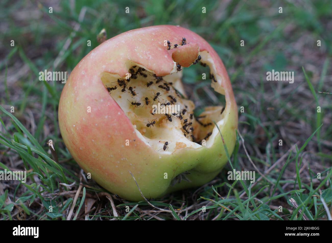 The ants eating a rotten apple on the ground Stock Photo Alamy