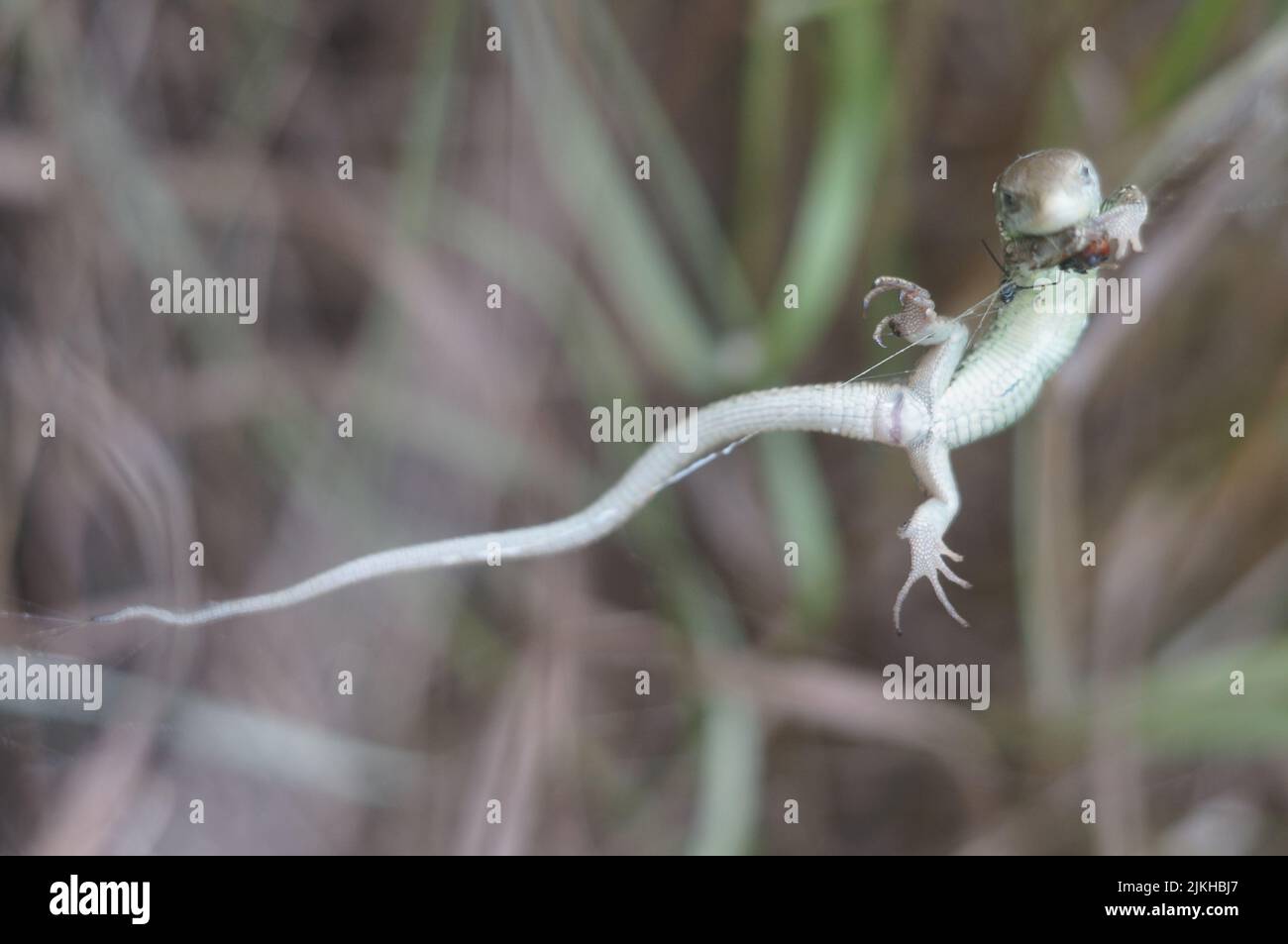 A white gecko lizard on the glass Stock Photo