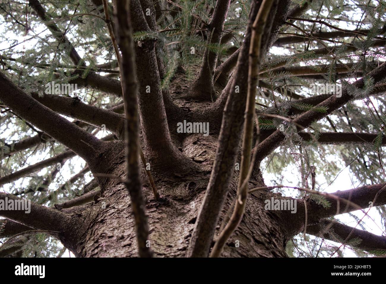 An old tree trunk of pine tree in the forest Stock Photo - Alamy