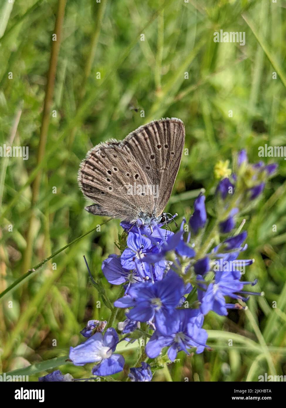 A vertical closeup of Phengaris rebeli, common name mountain Alcon blue on Veronica flower. Stock Photo