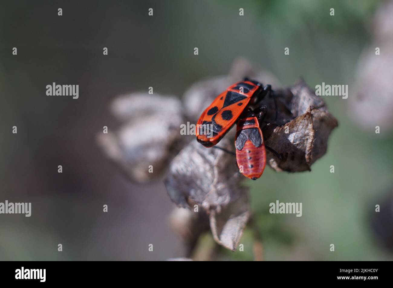 A pair of Bedbug soldiers on a faded flower Stock Photo