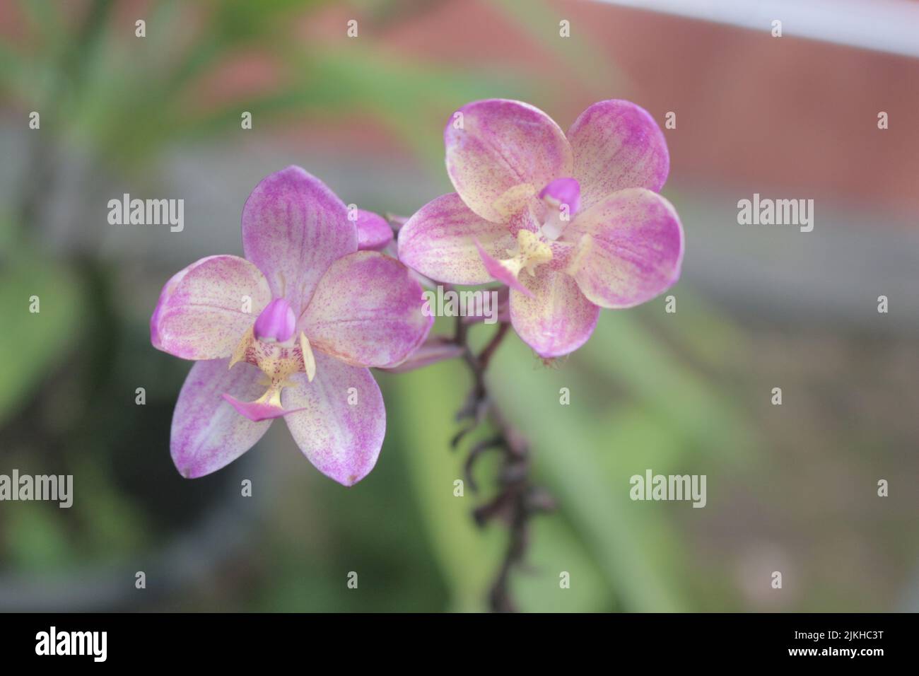 A closeup shot of moth orchids blossoming in the garden Stock Photo