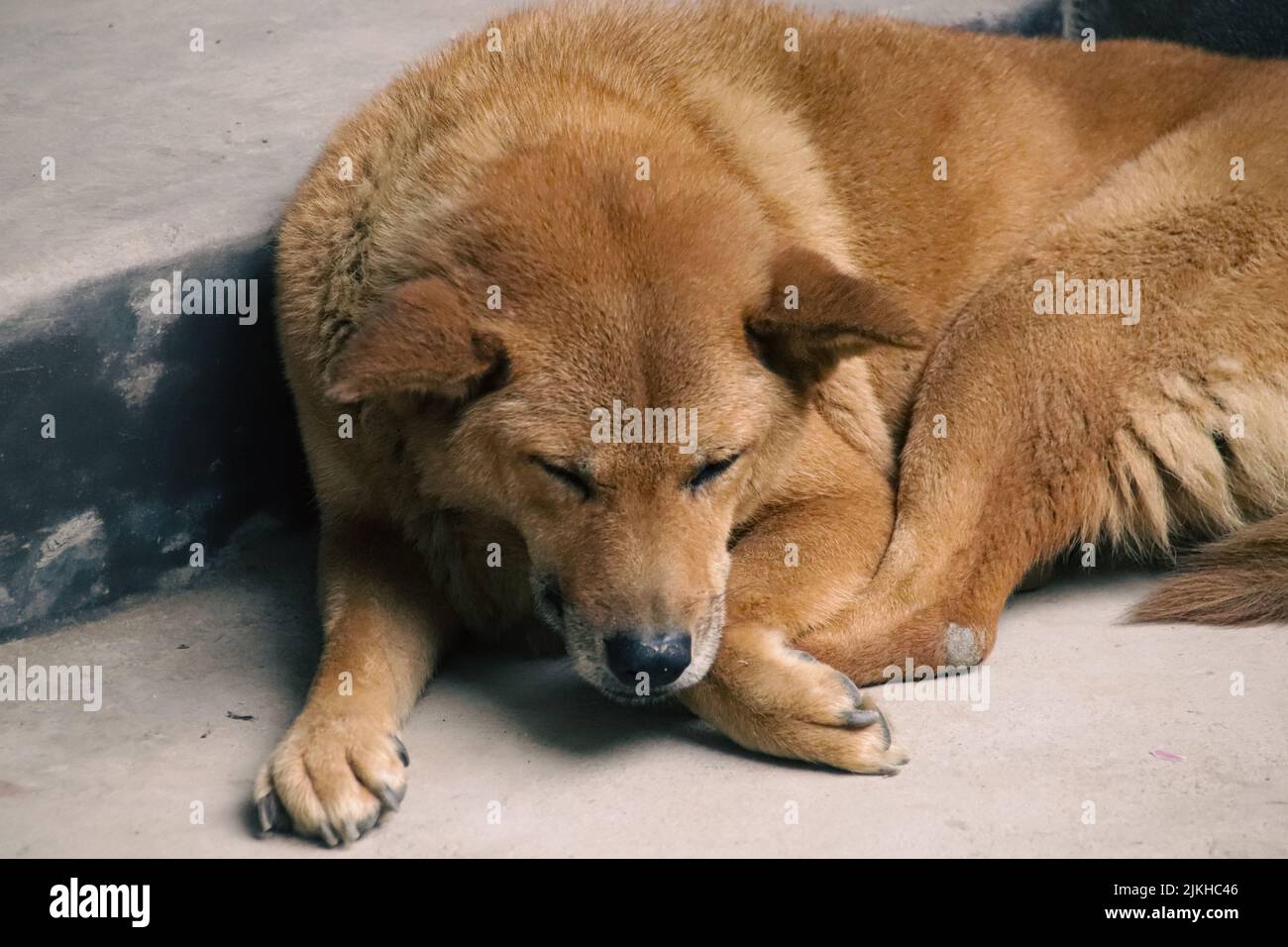 A Cho Bac Ha, native dog breed in the mountains of North Vietnam Stock Photo