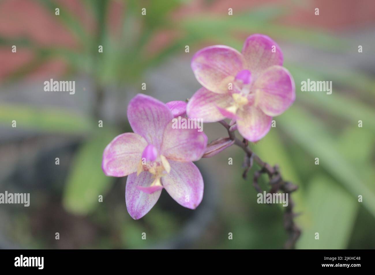 A closeup shot of moth orchids blossoming in the garden Stock Photo