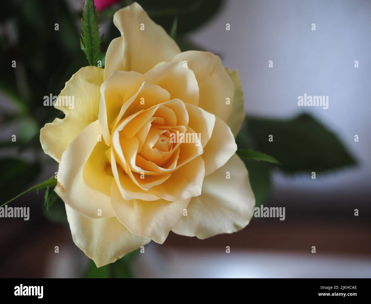 A close-up shot of a white rose in a blurry background Stock Photo - Alamy