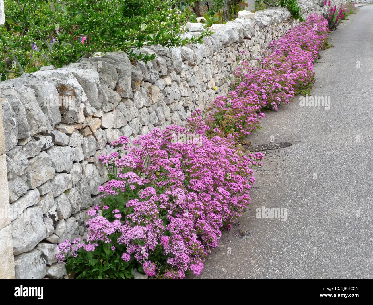 A beautiful shot of flower bushes growing under a stone wall Stock ...