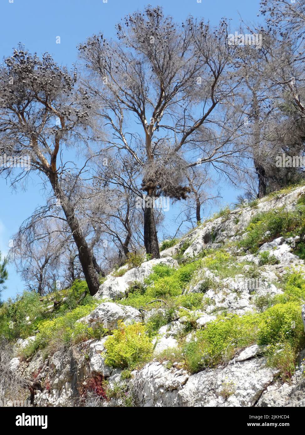 Trees growing vertical hi-res stock photography and images - Alamy