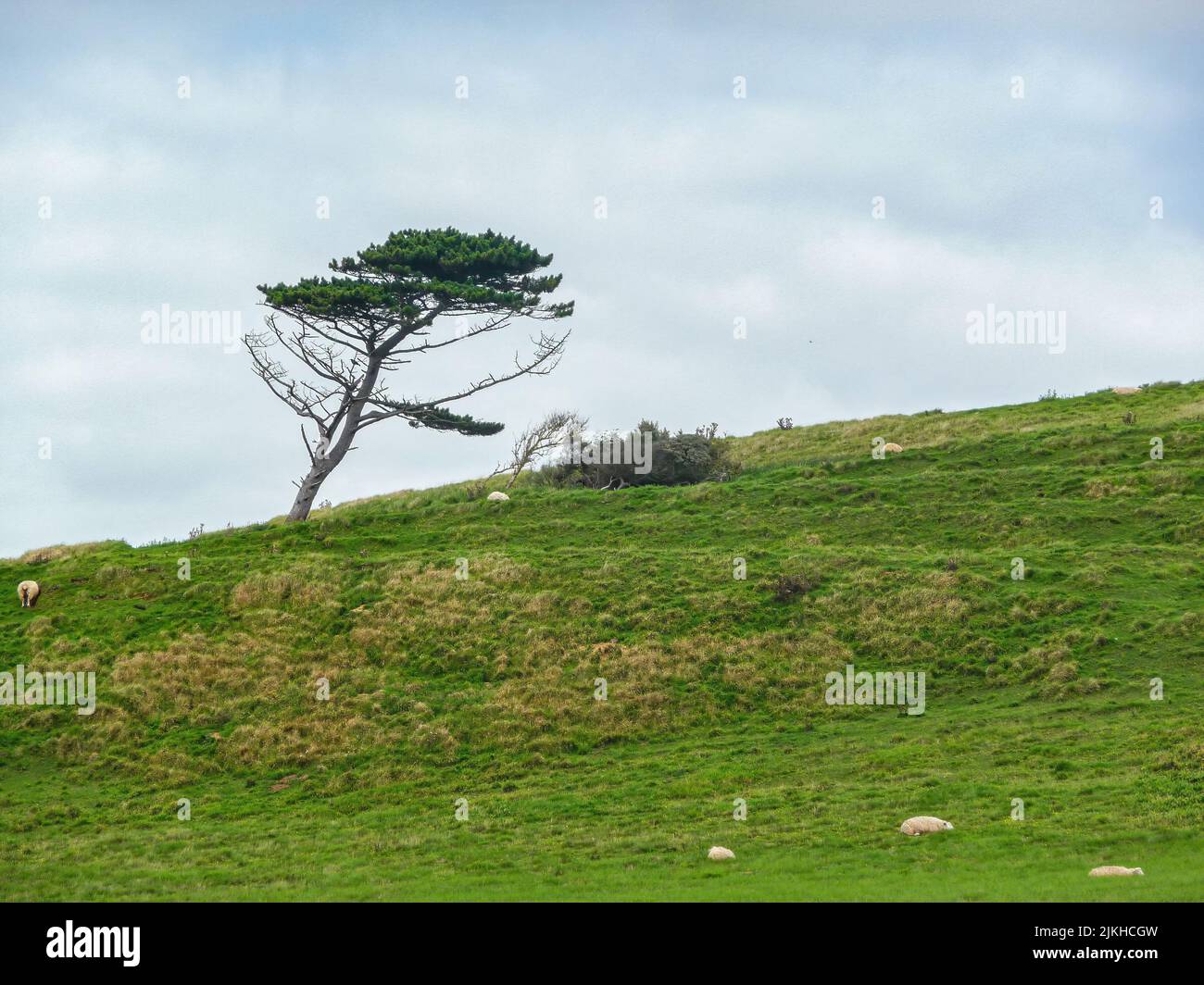 Growing grass tree hi-res stock photography and images - Alamy