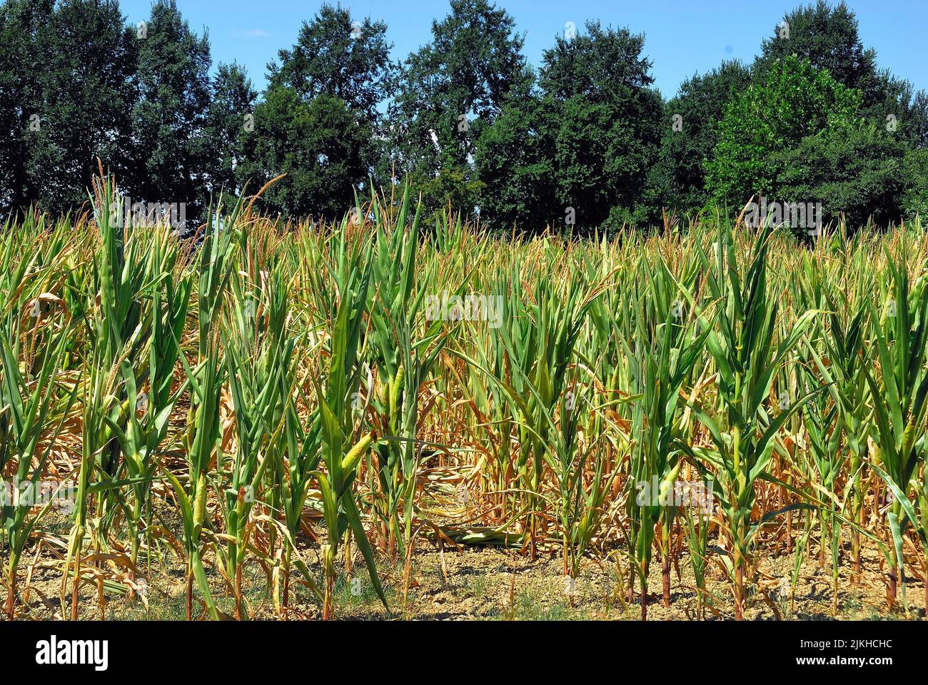 Veneto countryside, The drought affecting Northern Italy shows no sign of abating. After 200 days without rain and a winter without snow, the level of the rivers is at an all-time low. Serious damage to agriculture, two thirds of the maize crop was lost. Stock Photo