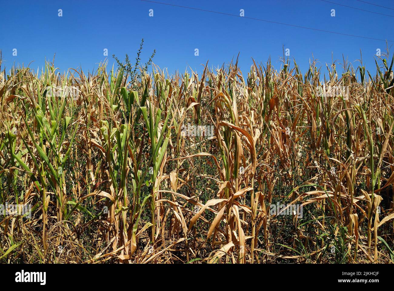 Veneto countryside, The drought affecting Northern Italy shows no sign of abating. After 200 days without rain and a winter without snow, the level of the rivers is at an all-time low. Serious damage to agriculture, two thirds of the maize crop was lost. Stock Photo