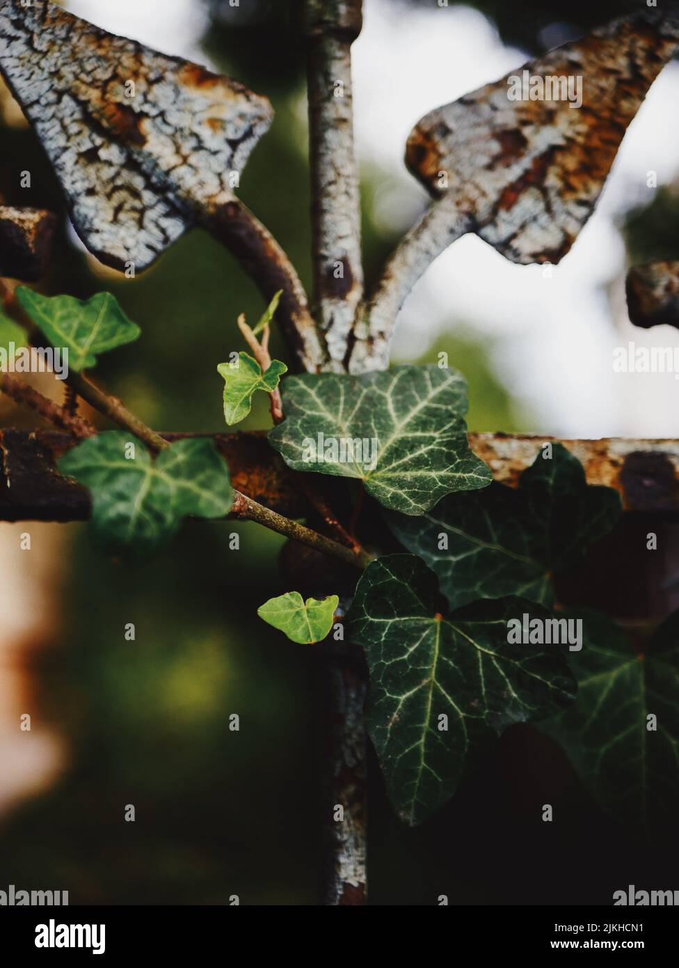 Ivy plant climbing iron fence hi-res stock photography and images - Alamy