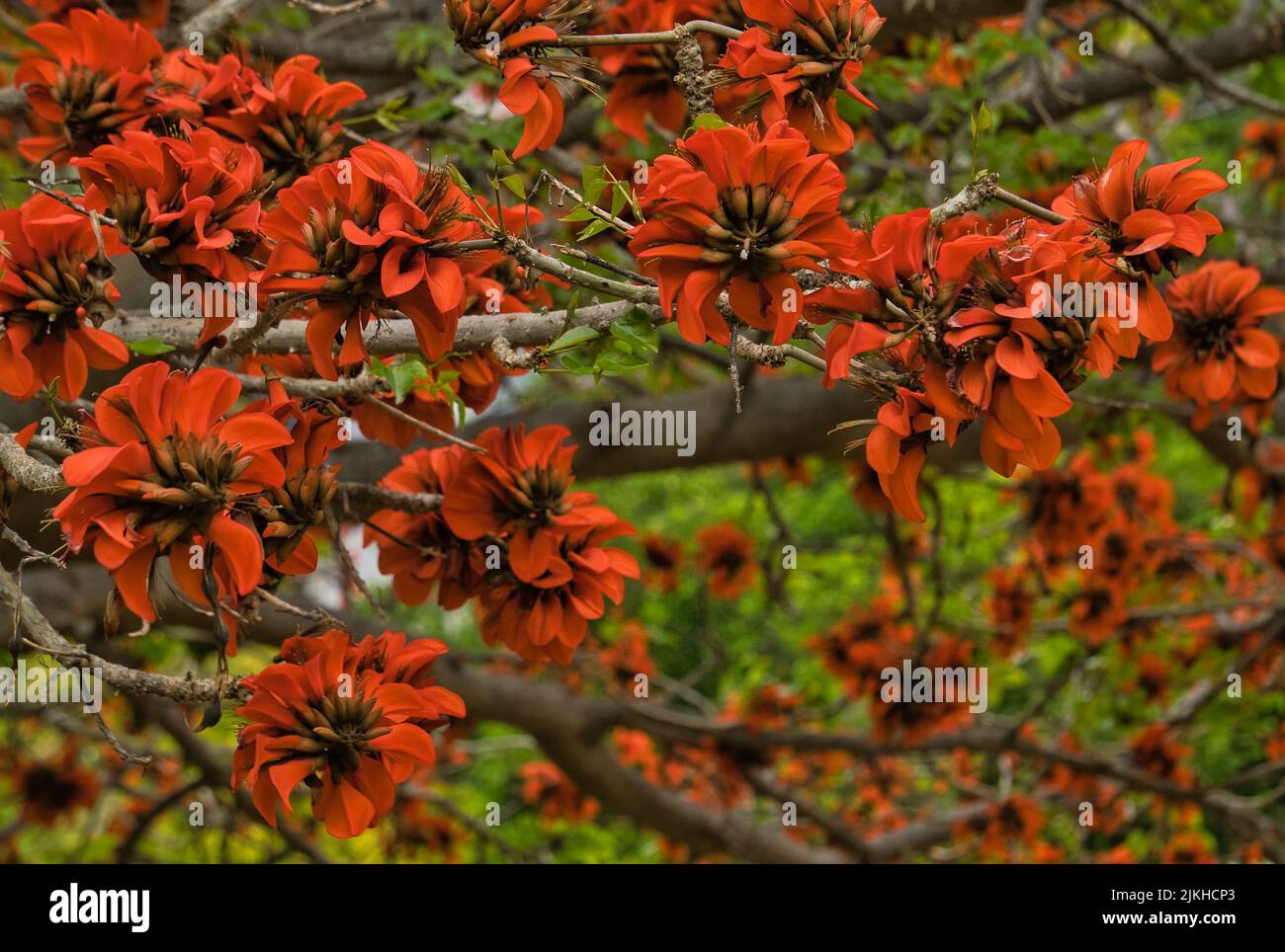 Indian coral tree. Orange flower known as Easter flower, Tiger's claw, Sunshine tree or Mountain Ebony. Botanical name: Erythrina variegata. It flower Stock Photo