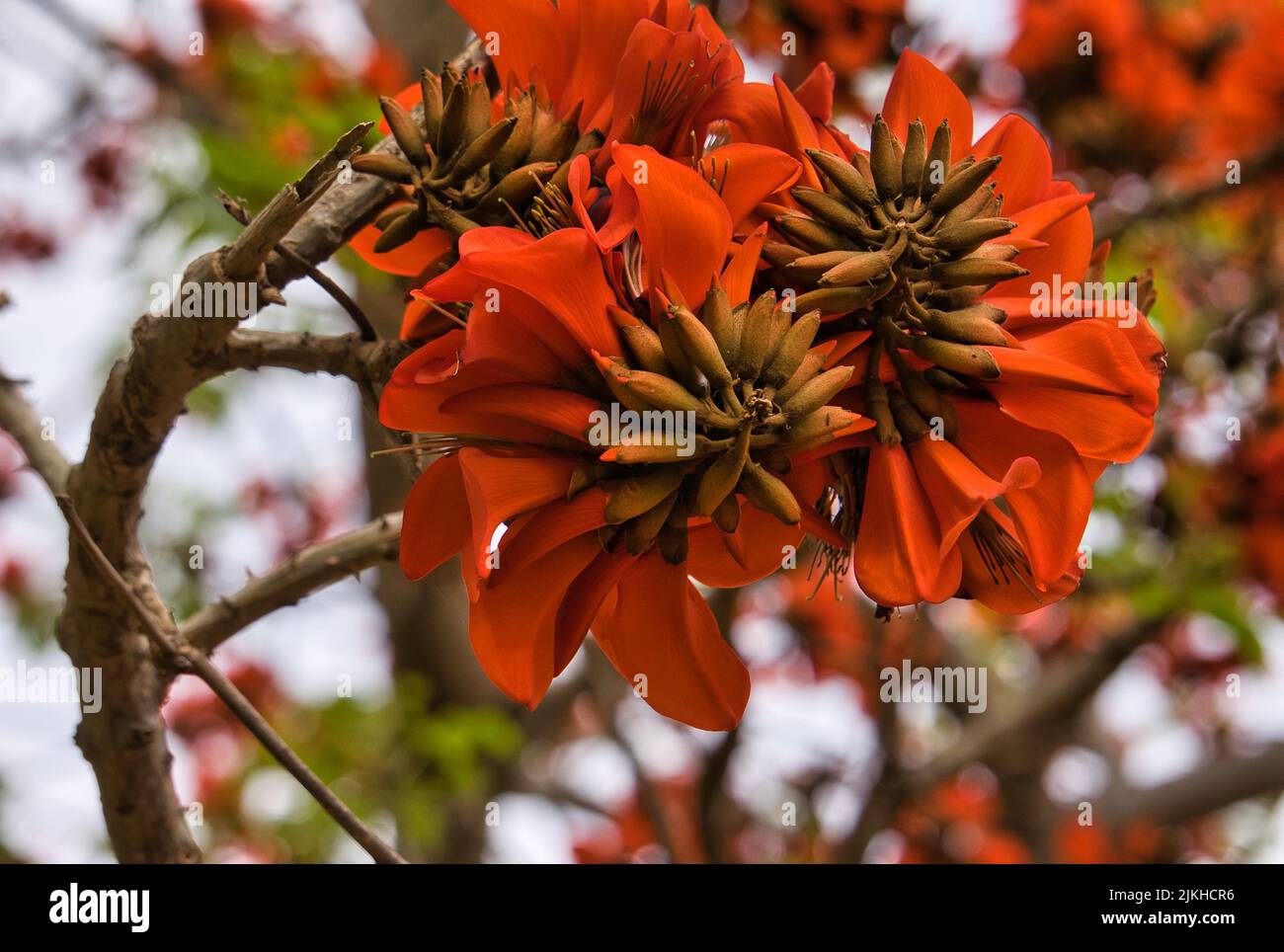 Indian coral tree. Orange flower known as Easter flower, Tiger's claw