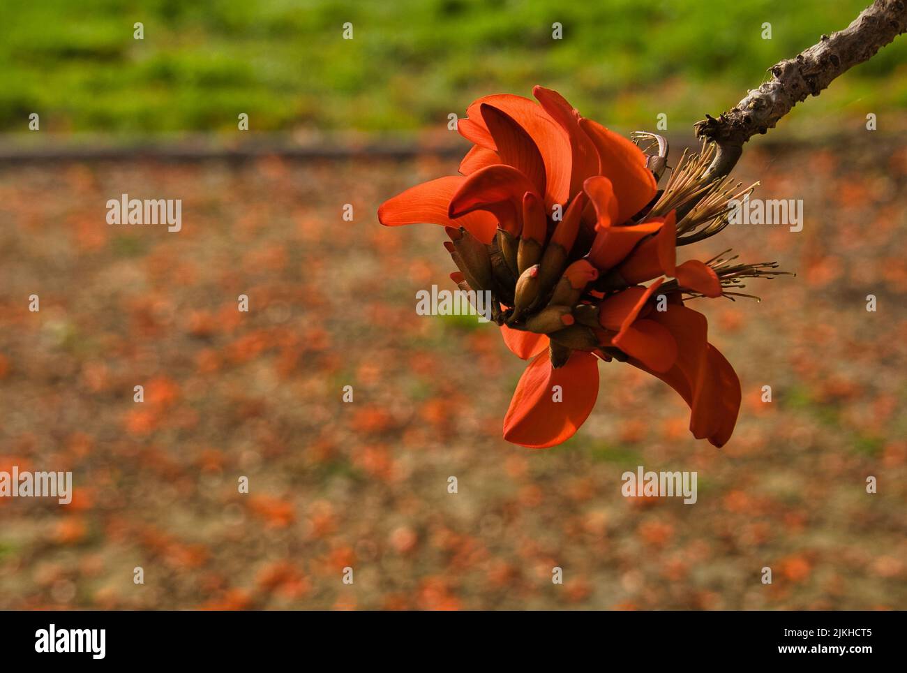 Indian coral tree. Orange flower known as Easter flower, Tiger's claw, Sunshine tree or Mountain Ebony. Botanical name: Erythrina variegata. It flower Stock Photo