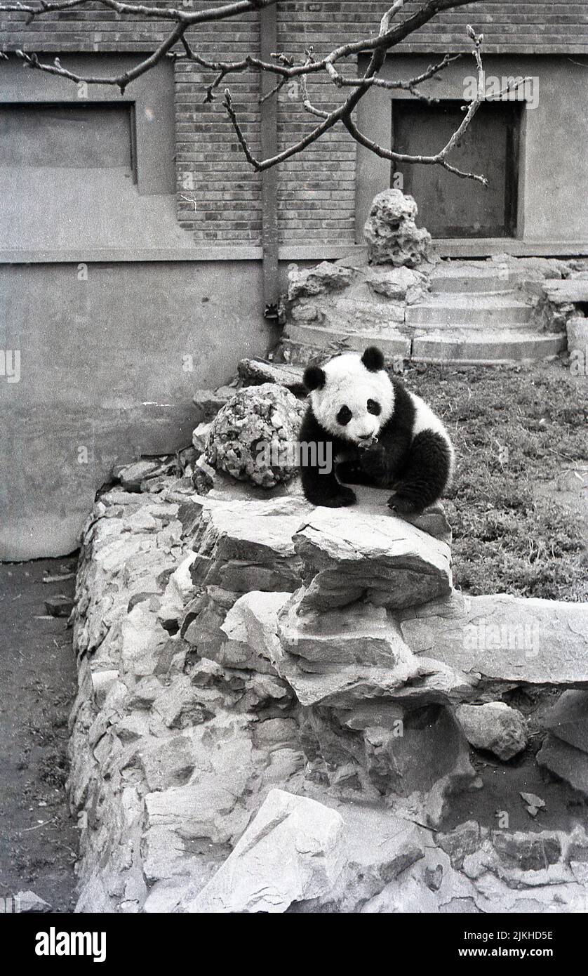 1963, historical, London Zoo, panda in enclosure. Chi Chi, a giant