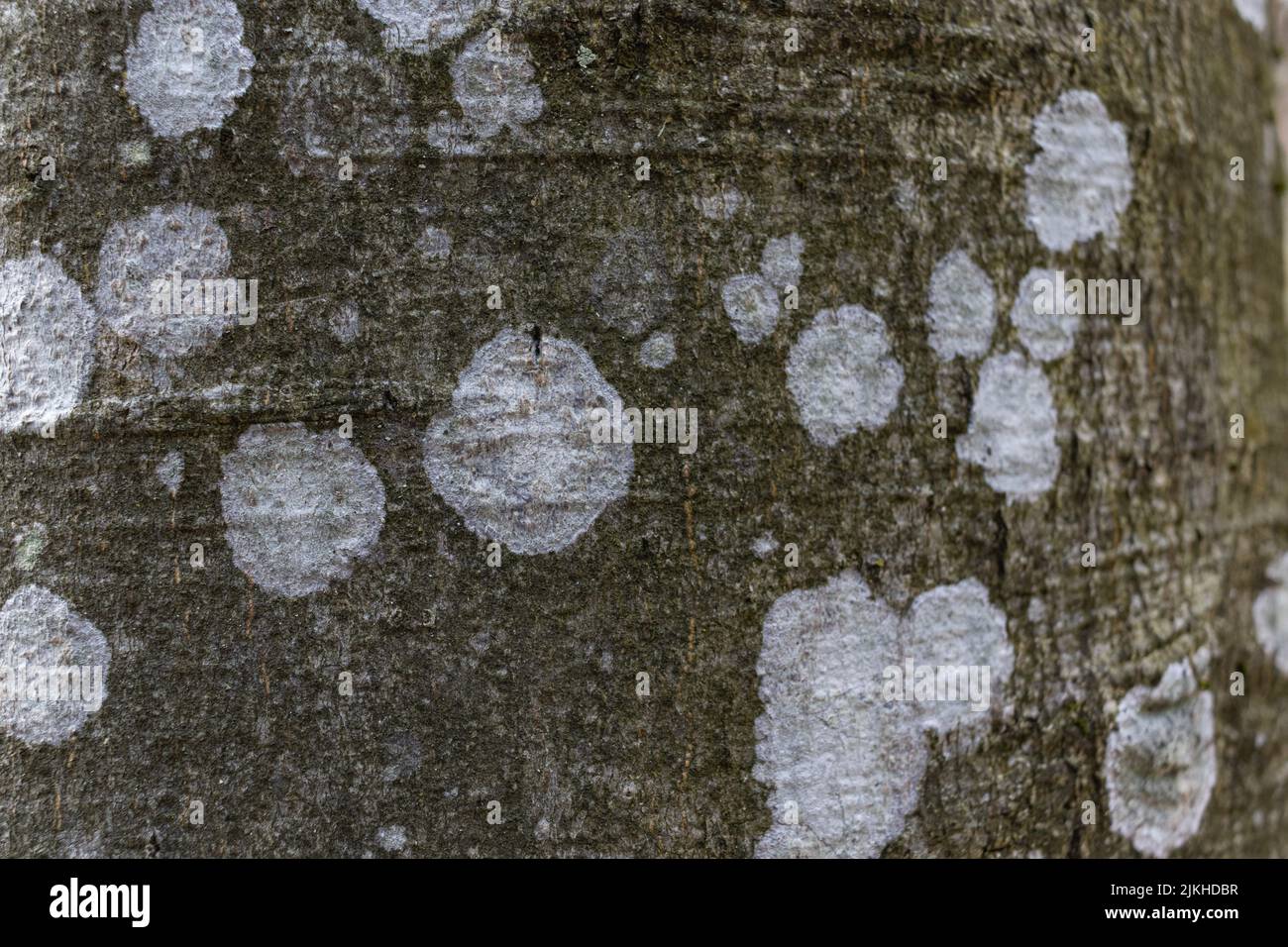 Lichen in the forest hi-res stock photography and images - Alamy