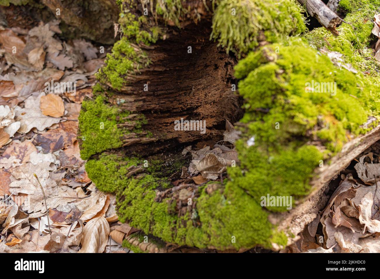 Tree stump with moss and grass hi-res stock photography and images - Alamy