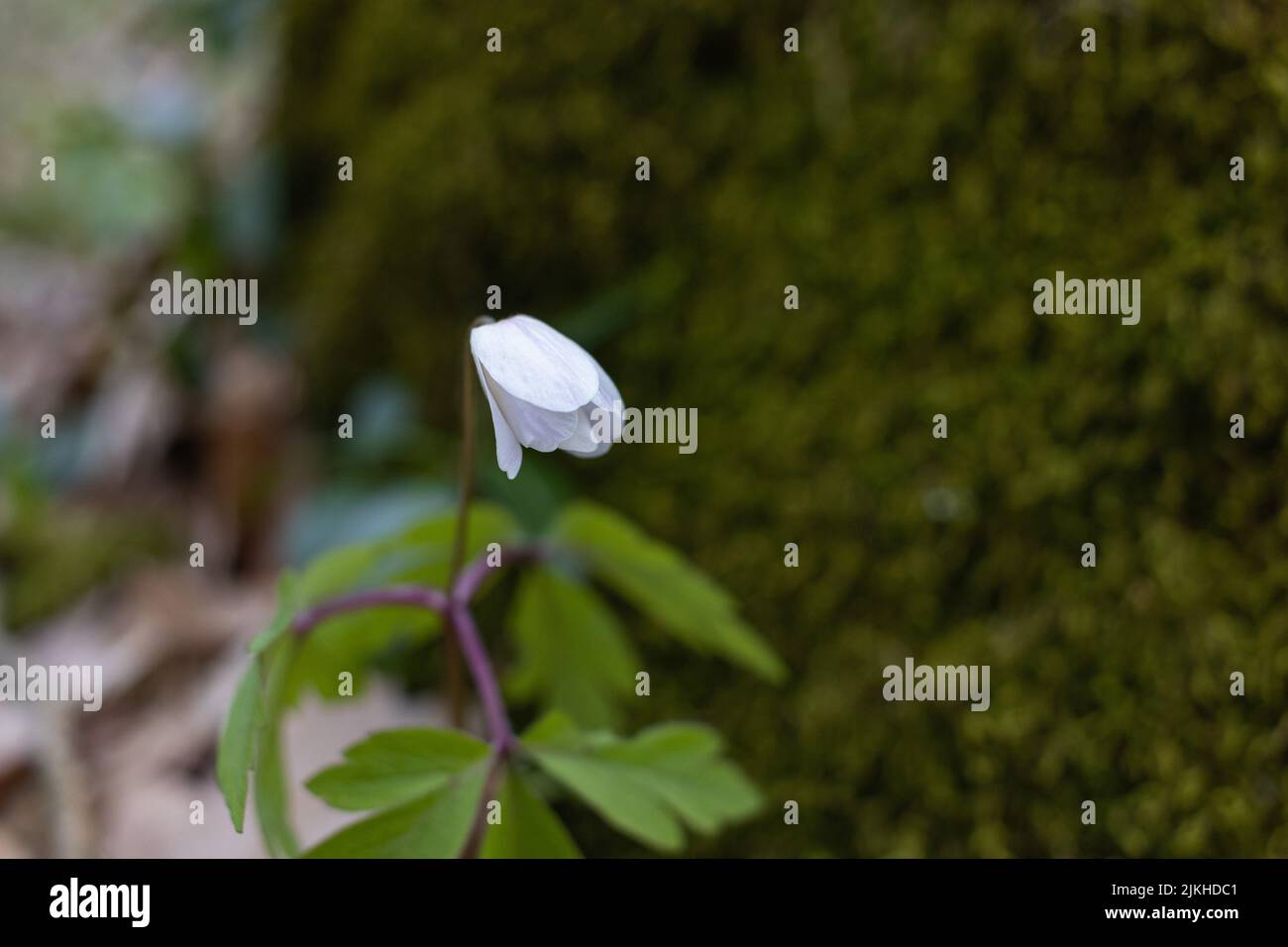 A closeup of white wood anemone flowers growing with green leaves in a forest Stock Photo